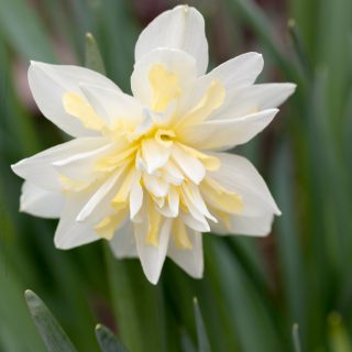 Narcissus x incomparabilis 'Irene Copeland'