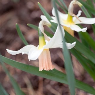 Narcissus Cyclamineus-grp 'Cotinga'