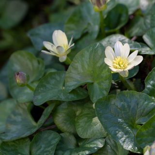 svalört - Ficaria verna 'Salmon's White'