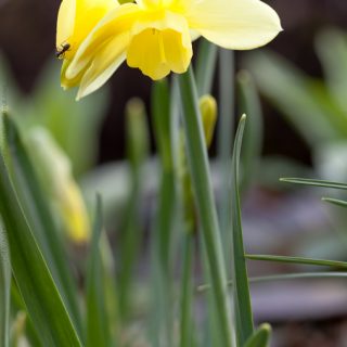 Narcissus Triandrus-grp 'Stint'