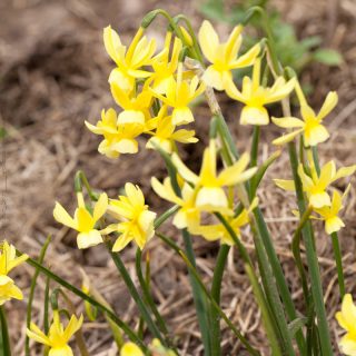 Narcissus Triandrus-grp 'Hawera'