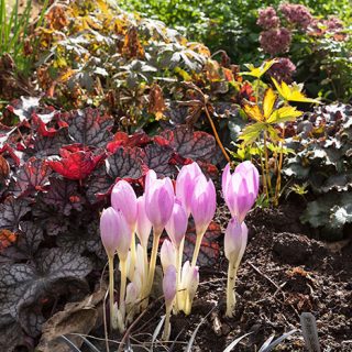 Colchicum'The Giant'