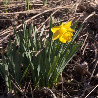 Narcissus pseudonarcissus 'Obvallaris'