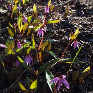 Erythronium dens-canis 'Purple King' - hundtandslilja