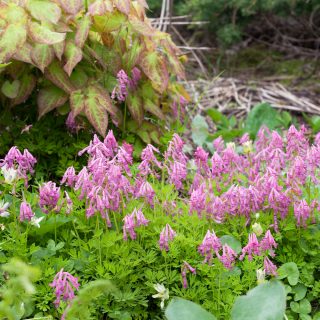 blodnunneört - Corydalis buschii