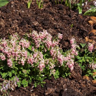 Corydalis solida 'Blushing Girl' - nunneört