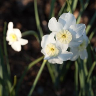 Narcissus x incomparabilis 'Segovia' - narciss