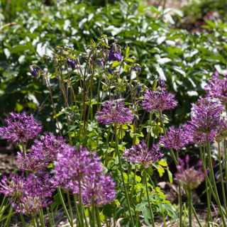 Allium 'Purple King'
