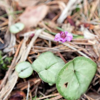 Cyclamen coum 'Pewter Leaf'