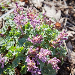 nunneört - Corydalis paczoskii