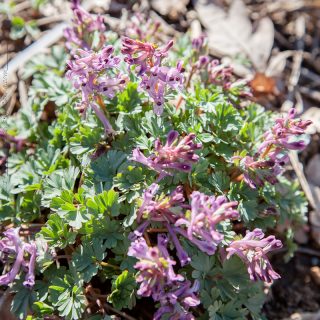 Corydalis paczoskii - nunneört