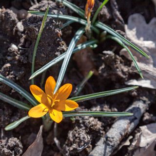 Crocus olivieri ssp. balansae 'Orange Monarch'