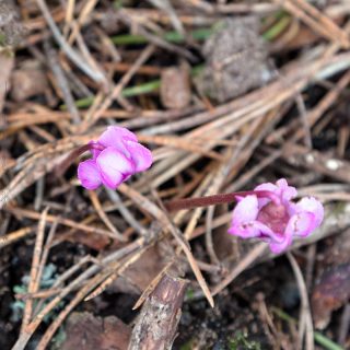 dvärgcyklamen - Cyclamen coum 'Pewter Leaf'