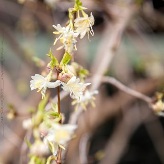 Lonicera x purpusii - apriltry