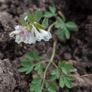 Corydalis solida seedlings - light colours