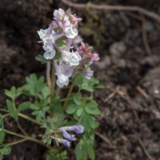 C. solida seedlings - light colours