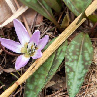 Erythronium dens-canis 'Rose Queen' - hundtandslilja