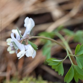 Corydalis solida seedlings - light colours