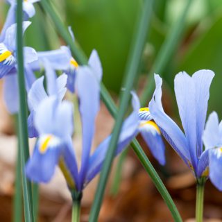 Iris Reticulata-grp 'Cantab'