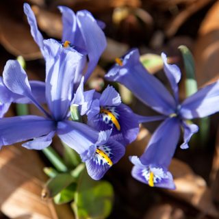 Iris Reticulata-grp 'Joyce'