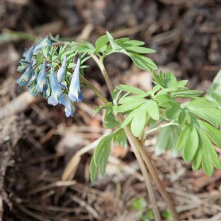amurnunneört - Corydalis turtschaninovii