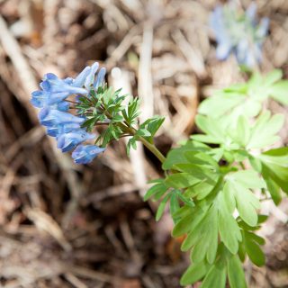 Corydalis turtschaninovii - amurnunneört