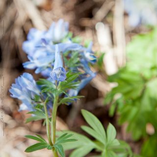amurnunneört - Corydalis turtschaninovii
