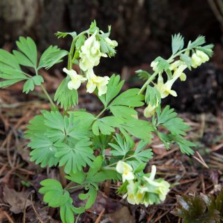 kanariegul nunneört - Corydalis bracteata
