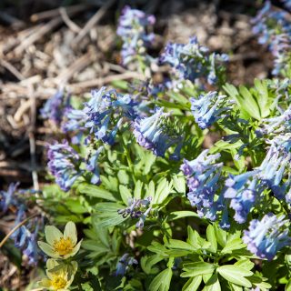 azurnunneört - Corydalis pachycentra