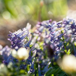 Corydalis pachycentra - azurnunneört