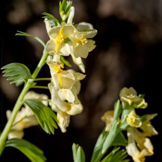 Corydalis bracteata - kanariegul nunneört