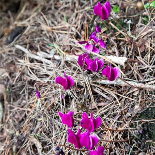 höstcyklamen - Cyclamen hederifolium 'Red Sky' - höstcyclamen