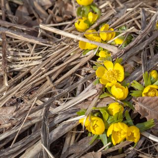 vintergäck - Eranthis hyemais