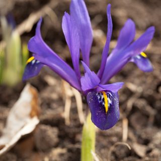 Iris retigulata-grp 'Palm Springs' - våriris