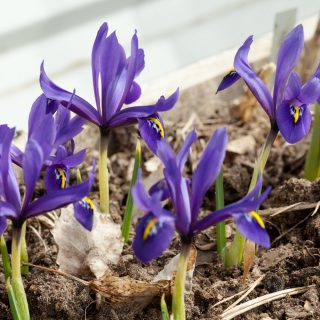 Iris retigulata-grp 'Palm Springs' - våriris