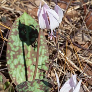 hundtandslilja - Erythronium dens-canis ssp. niveum