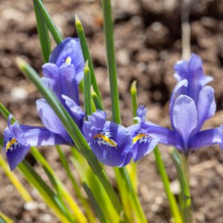 Iris Reticulata-grp 'Joyce'
