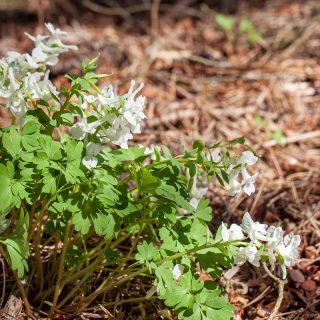 malkannunneört -Corydalis malkensis