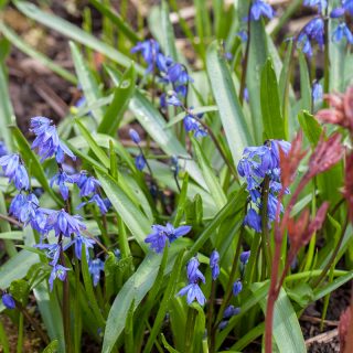 blåstjärna - Scilla siberica - scilla