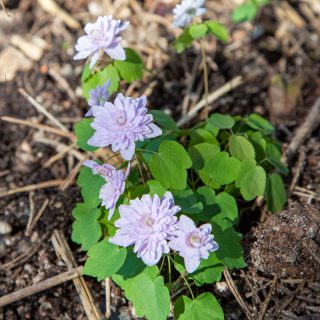 Anemonella thalictroides 'Spring Symphony'