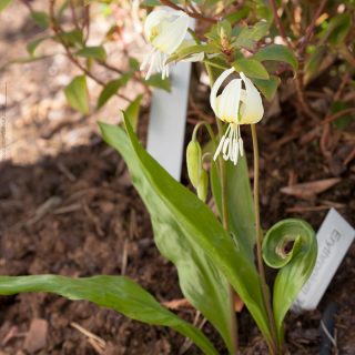 Erythronium californicum 'White Beauty'