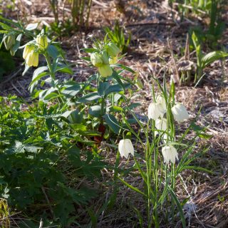 Fratillaria pallidiflora - blek klocklilja
