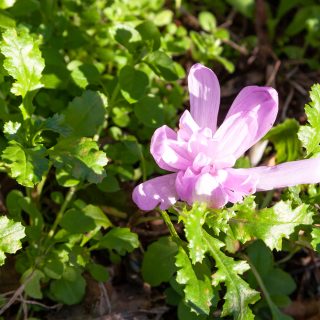 Colchicum autumnale 'Pleniflorum'