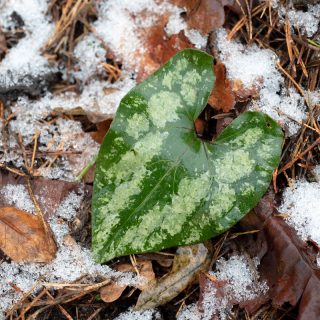 A - Asarum delavayi