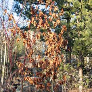 Acer carpinifolium - avenbokslönn blad i januari
