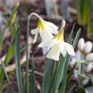 Gödning av lökväxter - Narcissus moschatus - myskpåsklilja