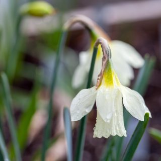 Narcissus moschatus - myskpåsklilja