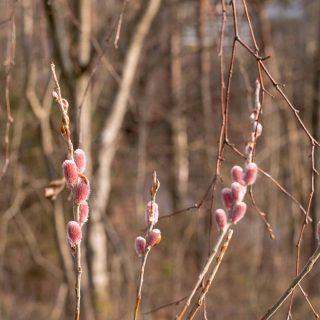 Videungar - Salix chaenomeloides 'Mt Aso' - kvittenvide
