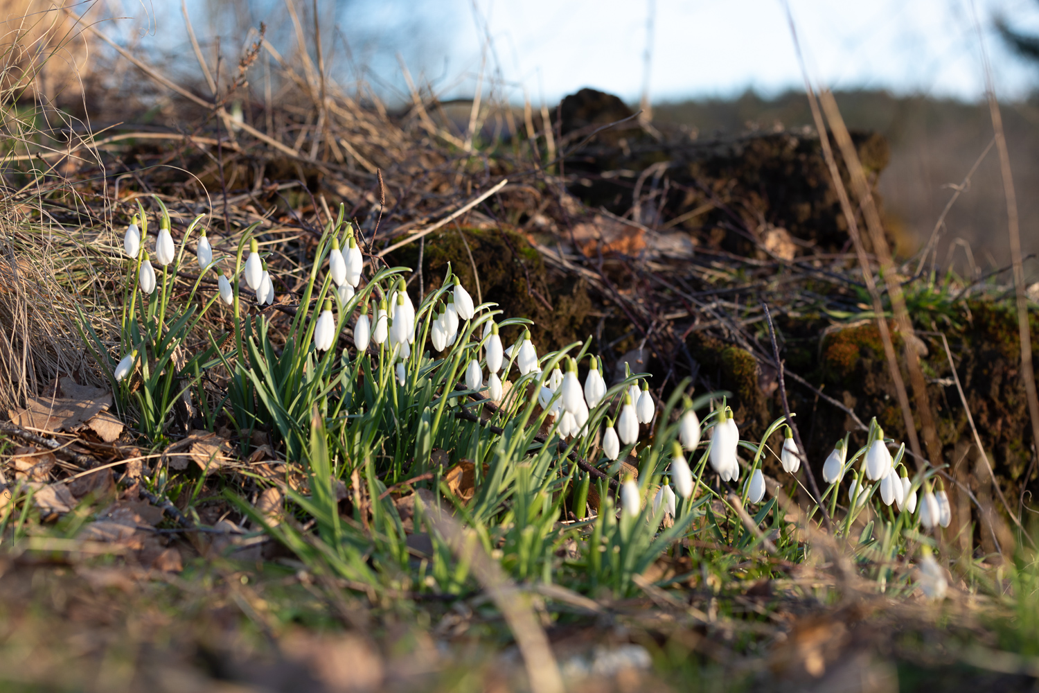 snödroppsvandring - Galanthus nivalis - snödroppe