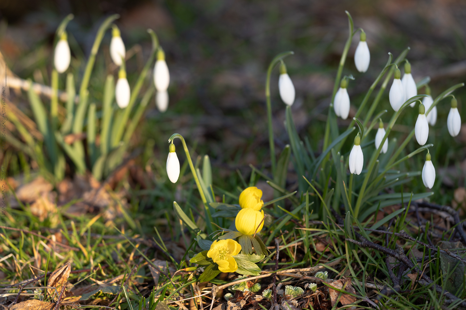 Vårbruk - beundra snödroppar och vintergäck
